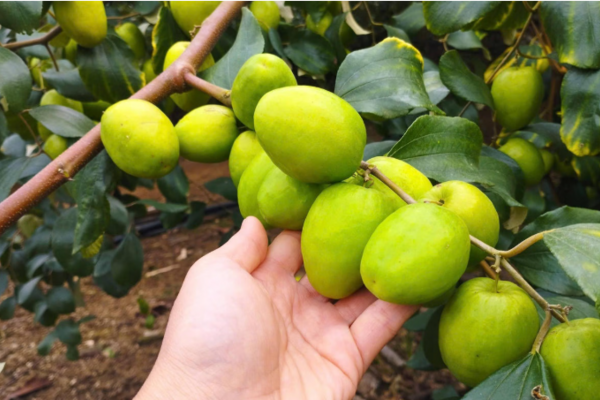 Sơn La: Giảm nghèo bền vững từ cây ăn quả