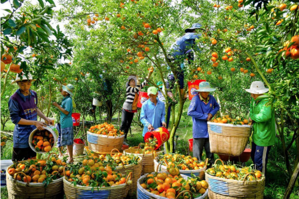 Thúc đẩy sự phát triển vựa nông sản Đồng bằng sông Cửu Long