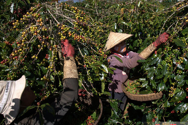 Để nông sản tìm đúng đường ra thị trường