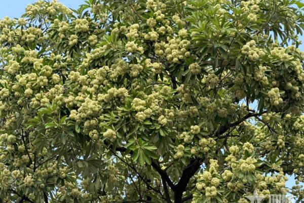 Vì sao mùi hoa sữa gây đau đầu với nhiều người?