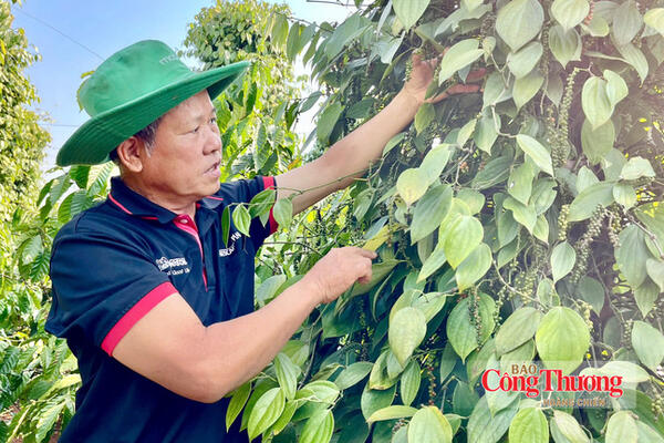 Giá tiêu hôm nay 15/10/2026: Tăng nhẹ 500 đồng/kg