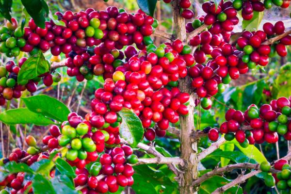 Bản tin nông sản hôm nay (23-10): Giá cà phê trong nước và thế giới cùng giảm