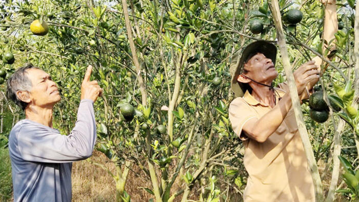 Cần nâng cấp chuỗi giá trị cho cây cam sành