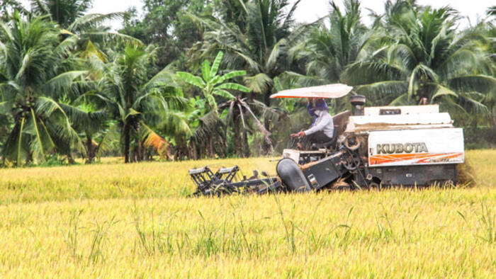 Trúng mùa vụ lúa Đông Xuân