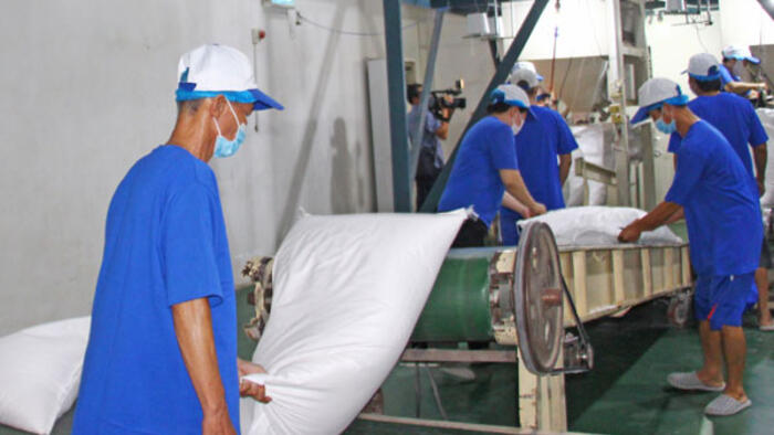 Xuất khẩu gạo 2026 và bài toán phát triển bền vững