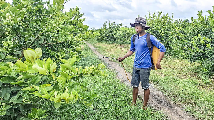 Liên kết “4 nhà” tạo động lực phát triển cây có múi