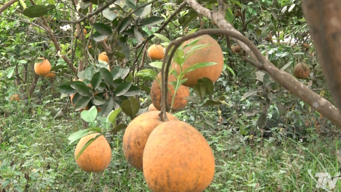 Tìm đầu ra cho bưởi ở Tràng Xá