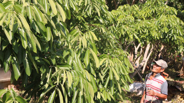 Giá nhãn ở xã cù lao An Bình ở mức thấp