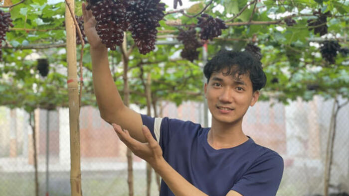 Khởi nghiệp từ nho hữu cơ