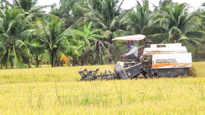 Phát triển vùng chuyên canh lúa chất lượng cao, phát thải thấp