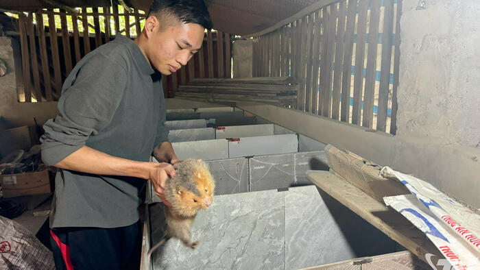 Đa dạng hóa đàn vật nuôi để làm giàu