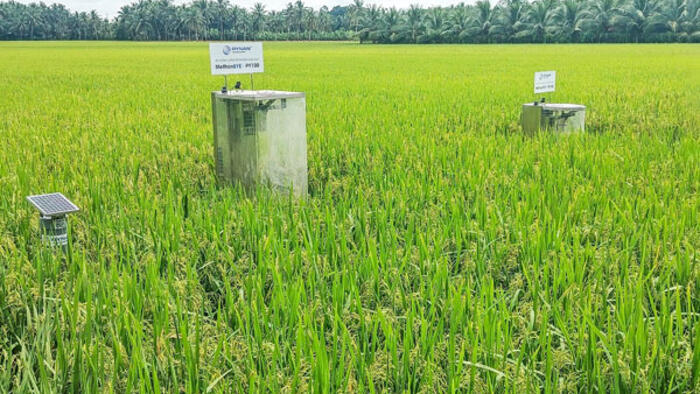 Nhân rộng mô hình sản xuất lúa chất lượng cao, phát thải thấp