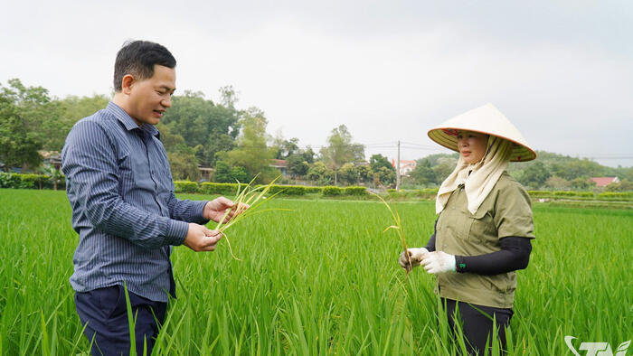 Giữ đất lúa để bảo đảm an ninh lương thực