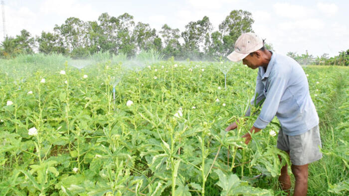 Đồng bào Khmer thoát nghèo từ nguồn vốn tín dụng chính sách