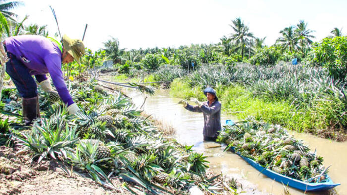 Đẩy mạnh chuyển đổi cây trồng theo lợi thế địa phương