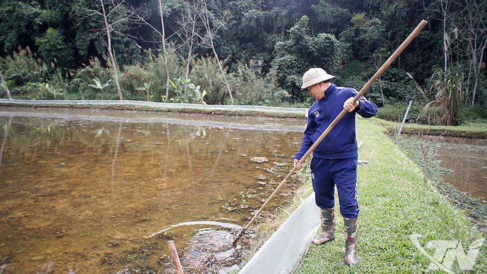 Nuôi ốc nhồi mở hướng thoát nghèo