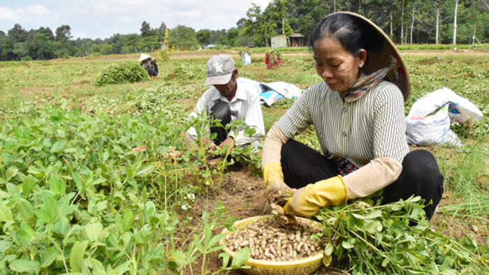 Tạo sinh kế cho đồng bào Khmer xã Long Hiệp