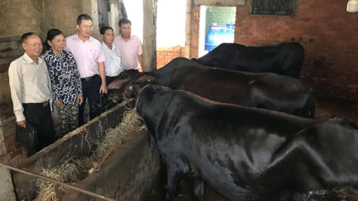 Xây thương hiệu “bò Phú Lễ”, “dê Vĩnh Hòa”