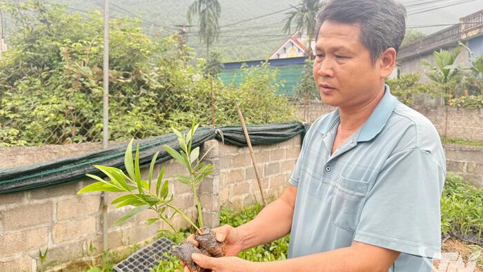 Người góp phần phủ xanh đồi trọc