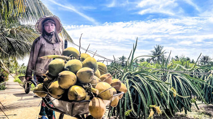 Dừa xiêm tăng giá