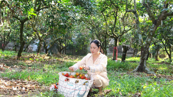 Nâng hiệu quả quản lý mã số vùng trồng