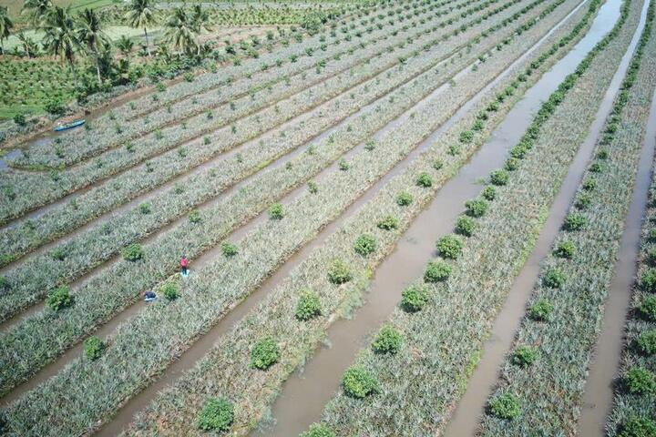 Tìm giải pháp tăng sức cạnh tranh, thúc đẩy xuất khẩu các sản phẩm trái cây có lợi thế
