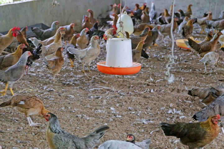 Hiệu quả từ chăn nuôi gà theo hướng tập trung