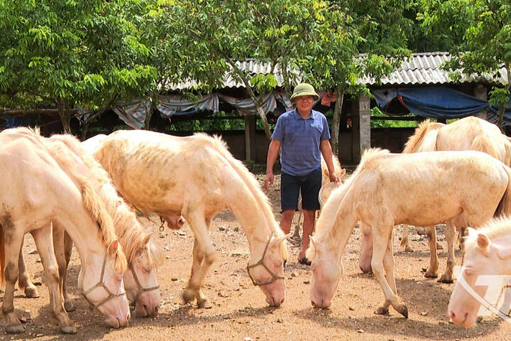 Khai thác tiềm năng chăn nuôi ngựa bạch