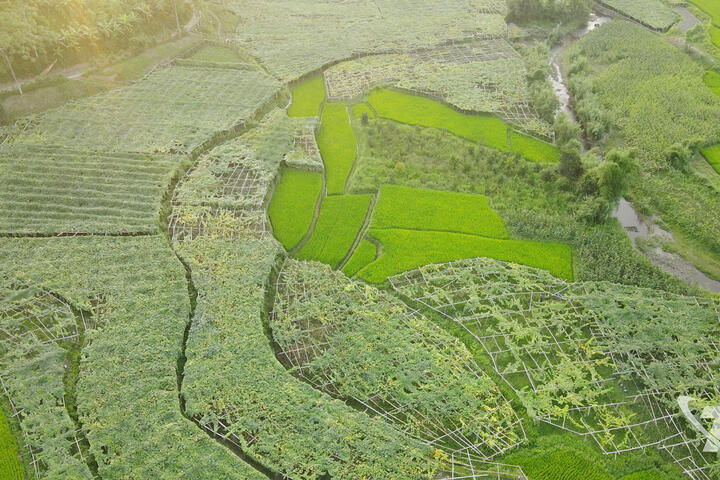 Kiên định với nông nghiệp sạch