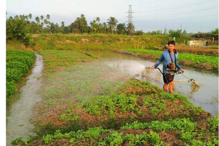 Nguồn cung giảm, rau màu tăng giá