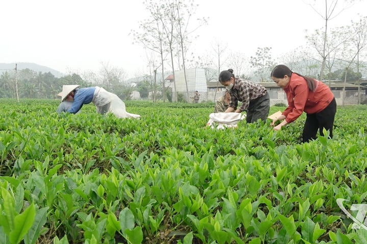 Những đồi chè mở lối làm giàu