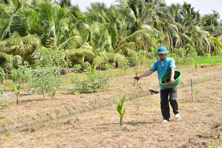 Ngành dừa hướng đến sản xuất xanh