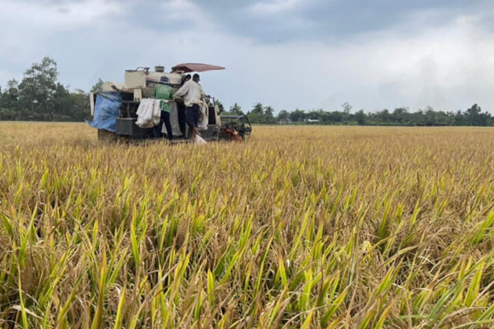 Xã Song Phú: Phấn đấu sản xuất trên 90% diện tích lúa chất lượng cao