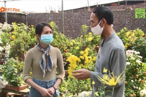 Kinh nghiệm trồng cúc trong bình