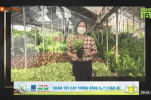 CÁCH CHĂM SÓC CÂY PHONG THỦY TRỒNG TRONG NHÀ