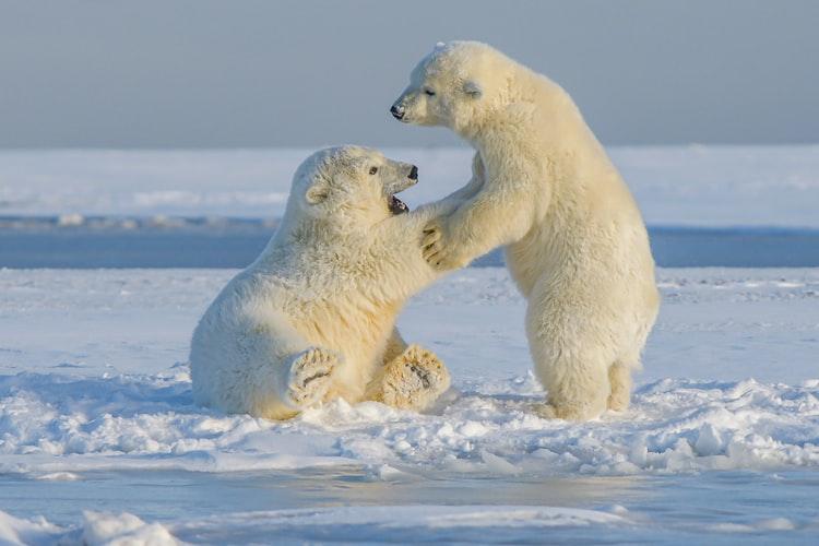 Gấu Bắc cực trẻ tại bắc Alaska. Ảnh: Unsplash.