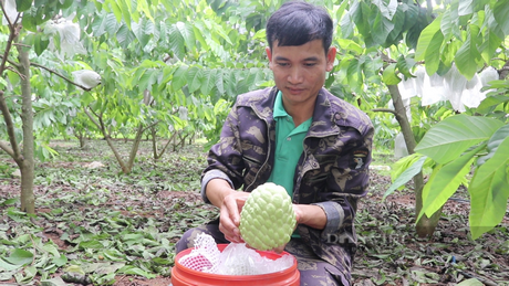 Theo anh Sao, nhờ trồng na Thái, gia đình anh đã xây được nhà khang trang, cuộc sống ổn định hơn trước rất nhiều. Ảnh: Tuệ Linh.