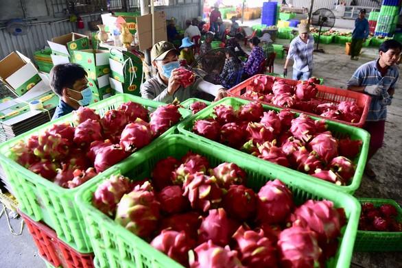 Sơ chế thanh long tại kho thuộc huyện Châu Thành, tỉnh Long An - Ảnh: QUANG ĐỊNH