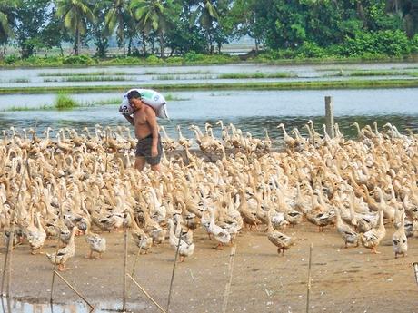 Nhờ nuôi vịt chạy đồng kết hợp nuôi nhốt giúp nhiều hộ như anh Tư Lành (ấp Rạch Rô, xã Trung Chánh- Vũng Liêm) thoát nghèo.Ảnh: TL