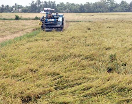 Nông dân cần áp dụng kỹ thuật canh tác để lúa hạn chế đổ ngã, góp phần tăng năng suất, thu nhập.