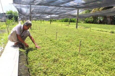 Nông dân xã Thuận An chăm chút vườn rau xà lách xoong.