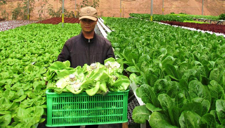 Trong năm 2021, Công ty TNHH Trường Phúc Đà Lạt xuất khẩu 25 tấn rau xà lách thủy canh sang Hàn Quốc