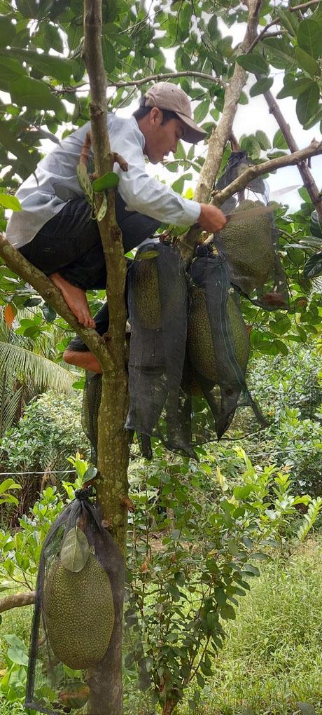 Nông dân cần nghiên cứu, tìm hiểu kỹ về giống cây trước khi trồng.