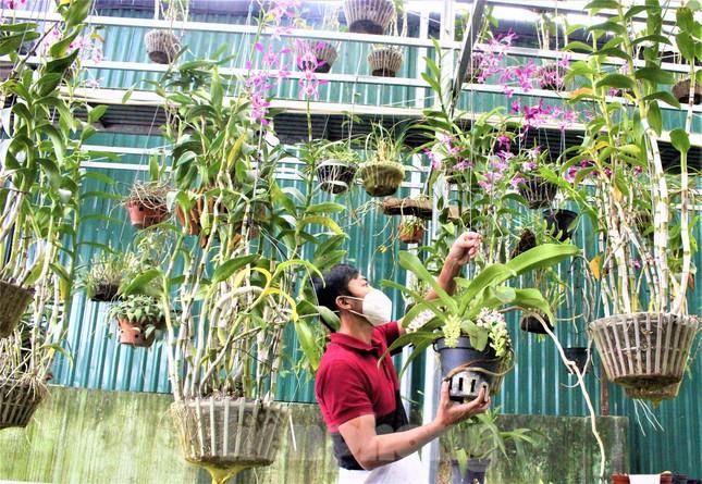 Anh Nguyễn Văn Long chăm sóc vườn hoa lan