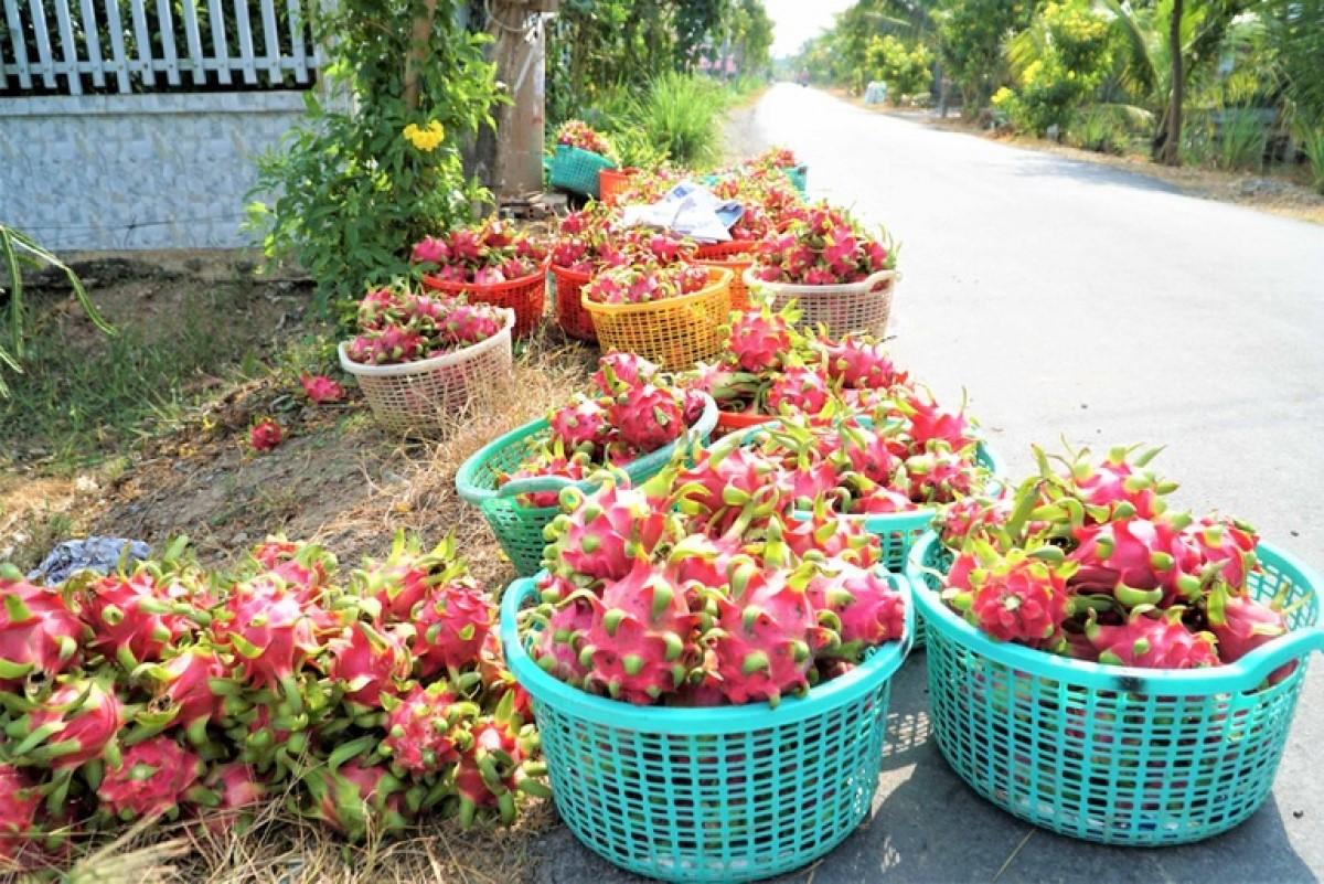 Nông dân thu hoạch thanh long chất dọc đường đợi thương lái cân (Ảnh: Bảo Kỳ).