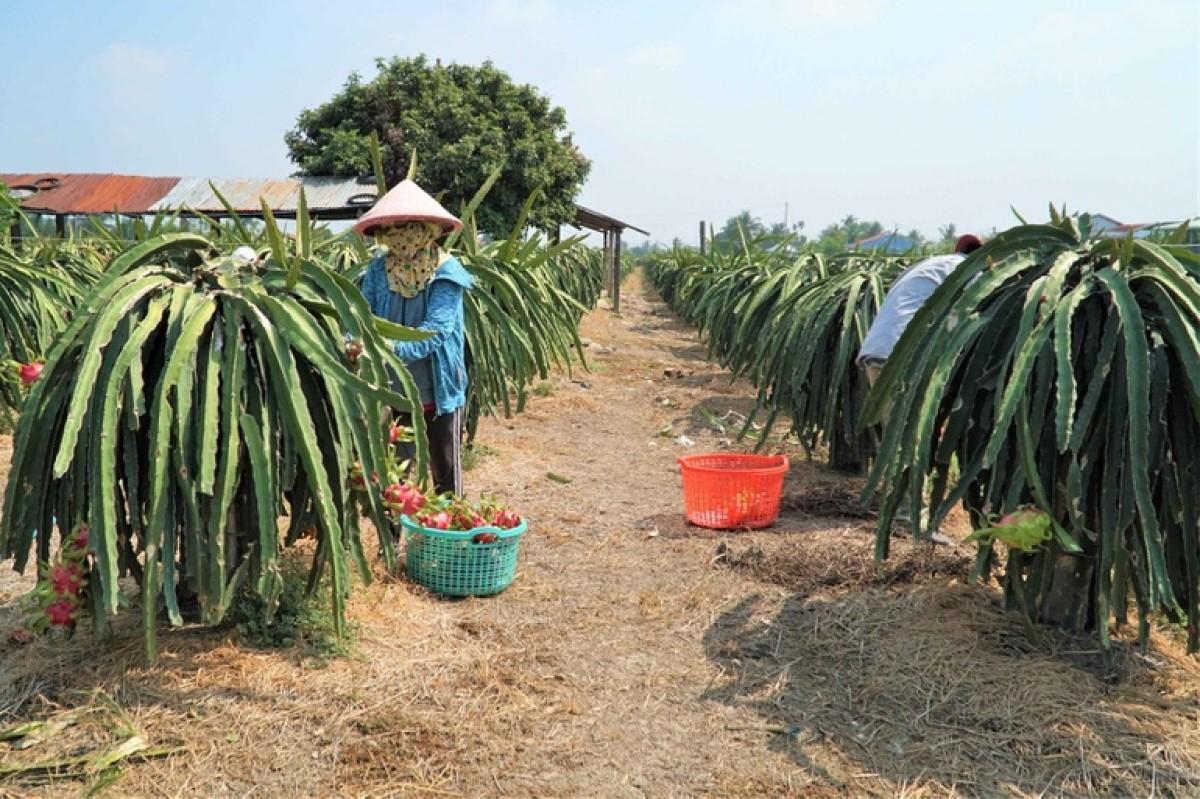 Thanh long nghịch mùa đang vào vụ thu hoạch (Ảnh: Bảo Kỳ).