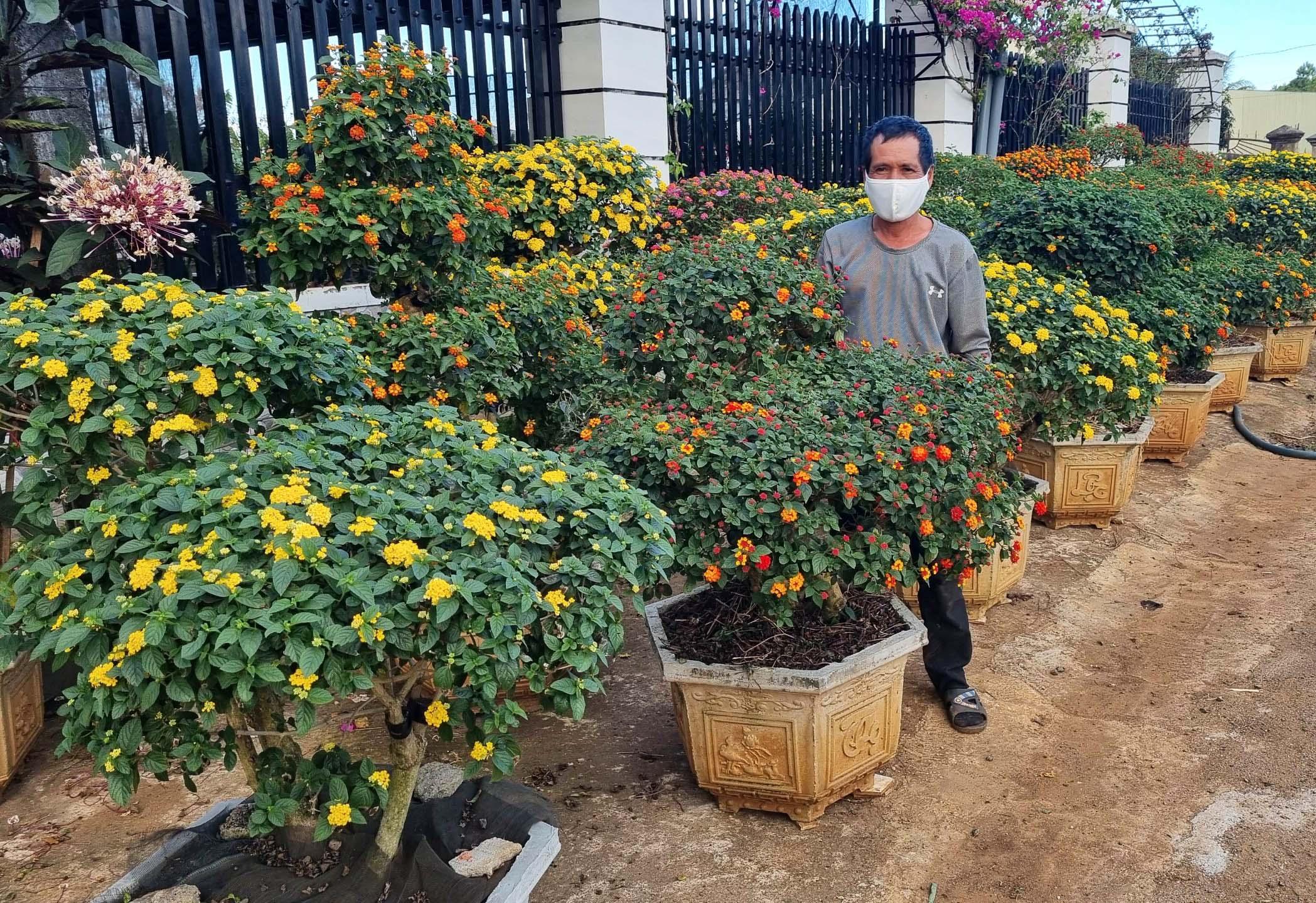 Ông Võ Văn Dân (tổ 9, phường Yên Thế) bên vườn cây ngũ sắc của gia đình. Ảnh: Hà Phương