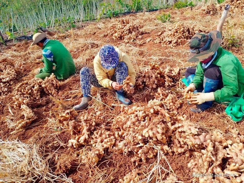 Nông dân Tây Nguyên thu hoạch gừng để kịp bán trước Tết. Ảnh: NDCC