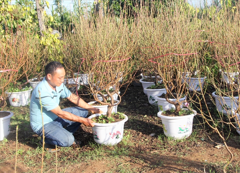 Những gốc đào Nhật Tân được anh Thư bán ra với giá từ 300 ngàn đồng cho đến 10 triệu đồng/chậu. Ảnh: Phan Tuấn
