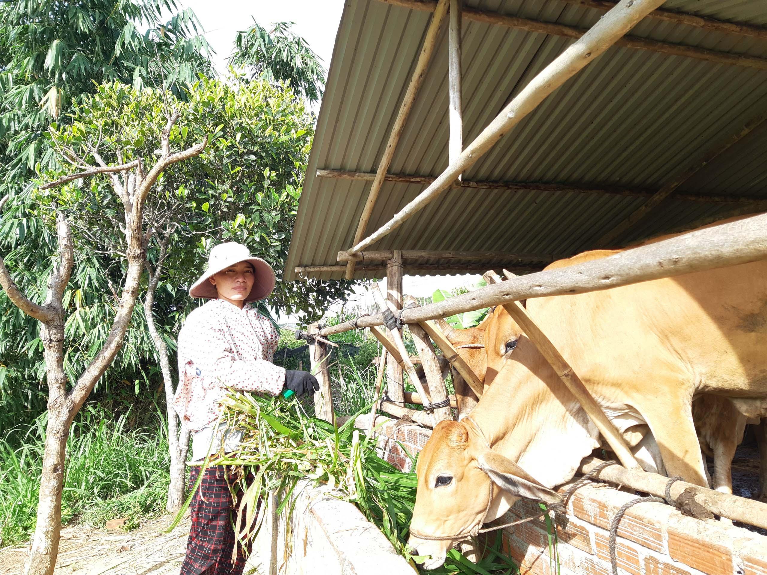 Chị H’Nghêng đã cải thiện được thu nhập nhờ trồng cỏ chăn nuôi bò. Ảnh: Nhật Hào